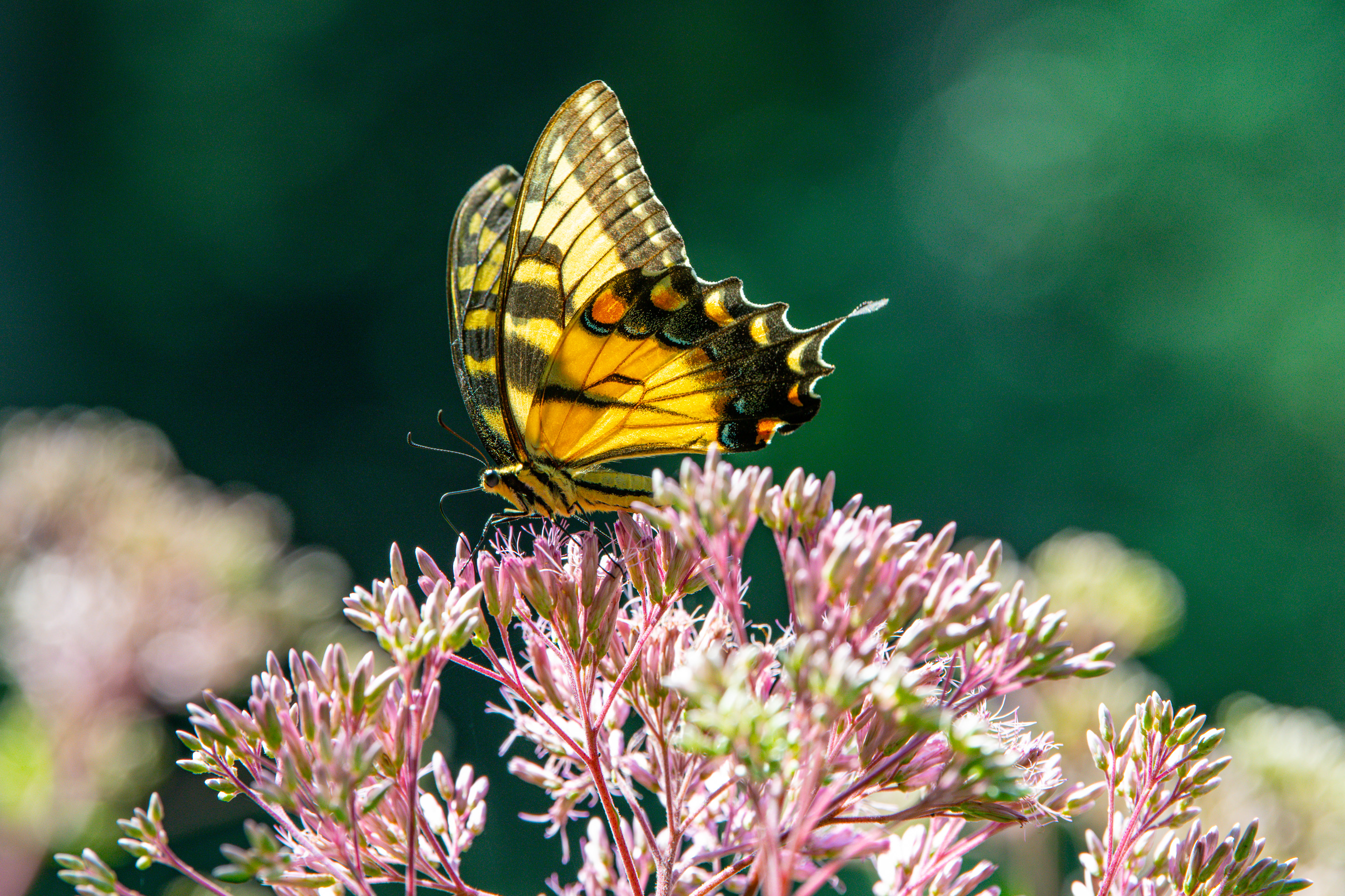 3rd PrizeOpen Color In Class 2 By William Cheadle For Resting Monarch OCT-2025.jpg